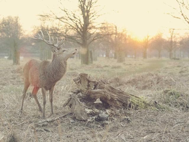 Emily Dickinson — 그토록 작고 작은 배였다