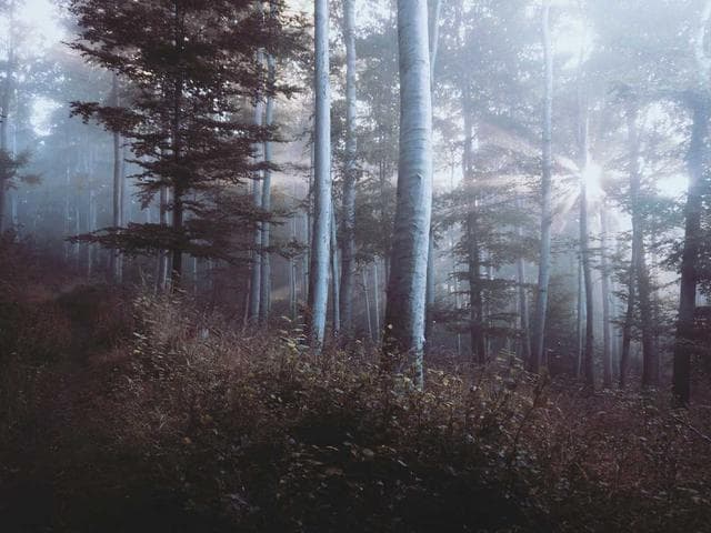 Emily Dickinson — 소리 내어 싸우는 것은 매우 용감하다